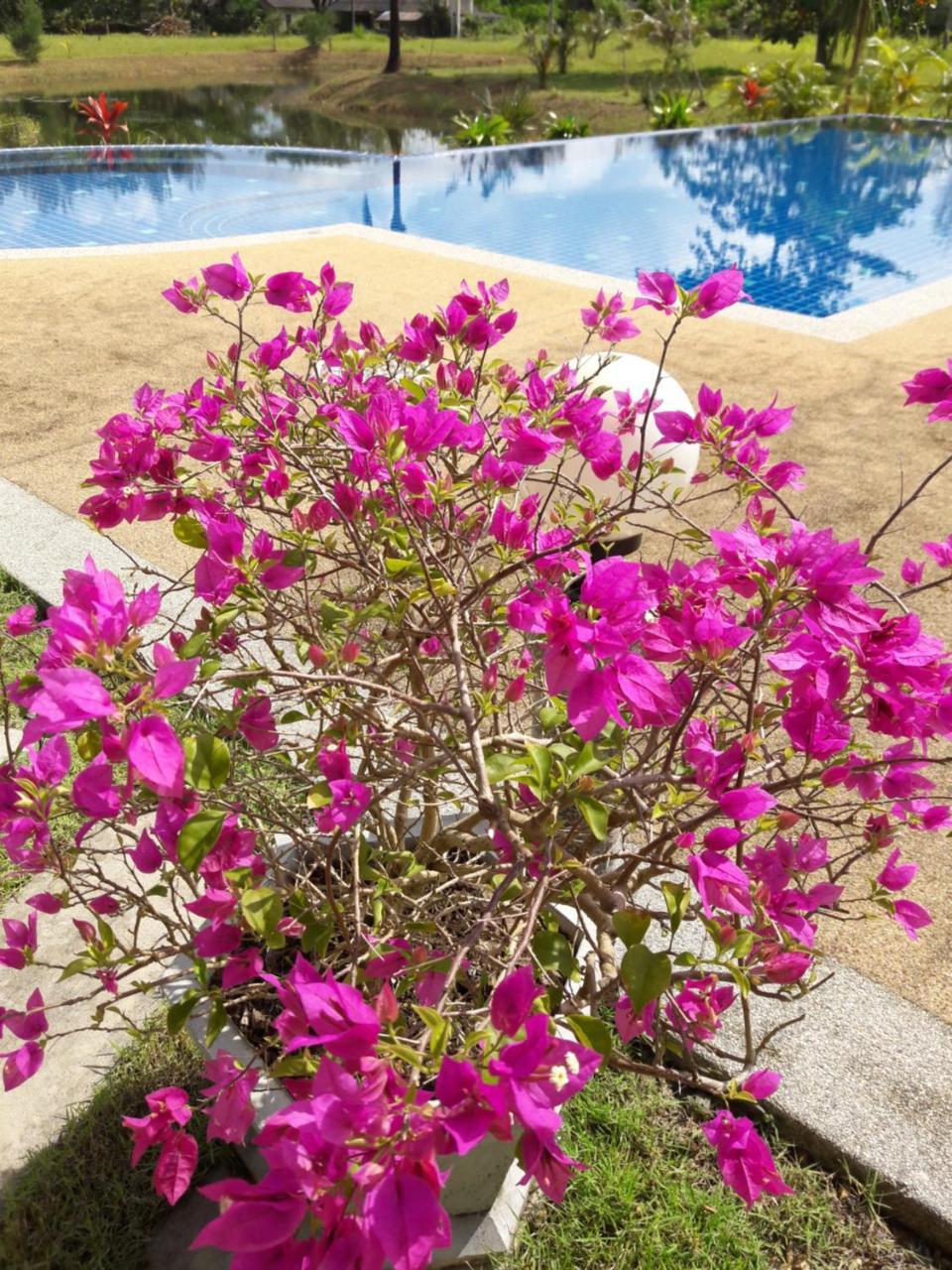 Raintree Bangsak Villa Khao Lak Ngoại thất bức ảnh